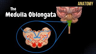 Medulla Oblongata Anatomy  External amp Internal White amp Grey matter  QUIZ [upl. by Demp]