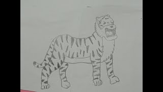 Draw tiger step by stepviral tiger drawinghow to draw tiger [upl. by Michal584]