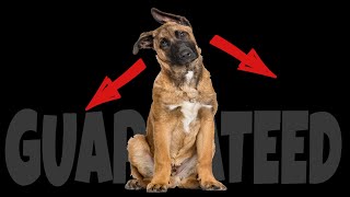 Sound to Make Your Dog Tilt Their Head Instantly [upl. by Penelopa986]