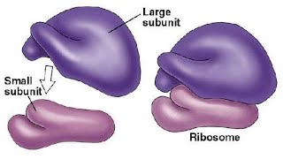 Biology Ribosome and Golgi complex [upl. by Cirle]