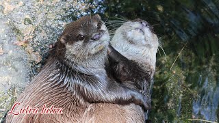 【4K】放閃嬉戲的水獺Lutra lutraユーラシアカワウソEurasian otter台北市木柵動物園 [upl. by Ymiaj776]