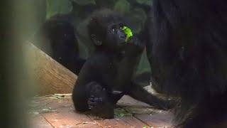 Baby Addo Gorillas at Hogle Zoo 16 September 2024 [upl. by Reinald143]