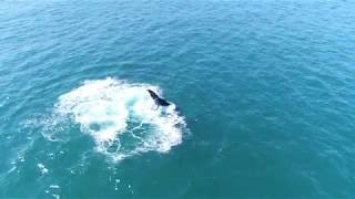 Humpback Whales tail slapping the water [upl. by Harvard]