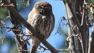 Chuncho Glaucidium nanum [upl. by Tansey558]