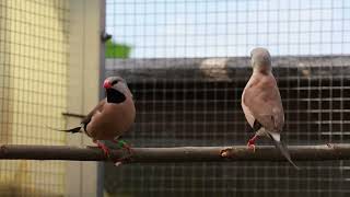 Longtailed Finches introduced in the aviary [upl. by Marchal52]