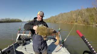 Basic fall flathead catfishing tips [upl. by Ainekahs]