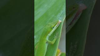 Green Anole laps up morning dew [upl. by Krenek]