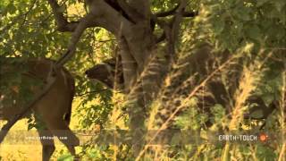 Kudu antelope defends mating rights [upl. by Imugem]