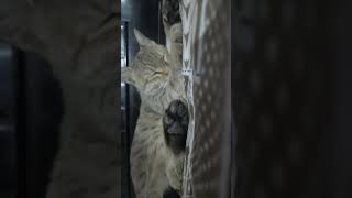 Sleeping beauty youtubeshorts cuteecats cat catlover love song newsong youtube [upl. by Garlan]