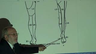 Anatomy of lower limb 55  Dermatomes and myotomes of lower limb   by Dr Wahdan [upl. by Flo]