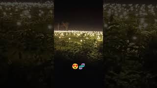 Una plantación de Pitahaya en la noche  viajarporelmundo frutasfrescas [upl. by Emmuela]