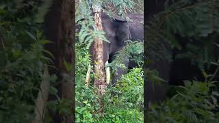 Majestic Tusker Elephant  Singara Road  Masinagudi Mudumalai கொம்பன் யானை  மசினகுடி  முதுமலை [upl. by Kenta]