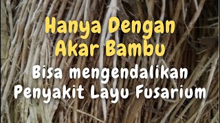 Manfaat PGPR Bagi Tanaman dan Cara Pembuatan PGPR dari Akar Bambu [upl. by Christoper878]