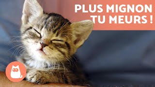 Vidéos de CHATONS 😻 Mignons drôles rigolos et adorables [upl. by Akinimod749]