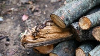 How to Pick Wood for a Campfire  Camping [upl. by Huda]