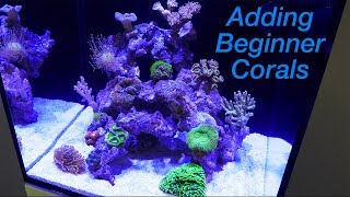 How to Setup a Reef Tank  Part 4 Hardy Beginner Corals and where to Place Them [upl. by Uwkuhceki]