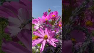 Unforgettable Experience  Lavender Farm Festival Flower Picking amp Arranging [upl. by Aikaj]