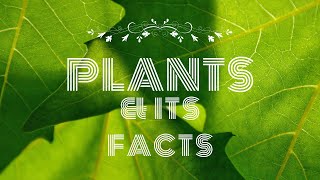 Plants🪴Plants classification Types of plants kids learning kids education kids factsTinytikes [upl. by Ayote76]