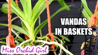 Transferring Vanda Orchids from pots to baskets [upl. by Frohman]