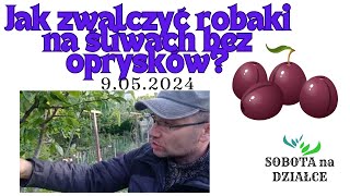 Jak zwalczać robaki na śliwach bez oprysków [upl. by Bradford207]