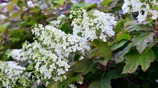 Oakleaf Hydrangea Hydrangea quercifolia [upl. by Annirtak710]