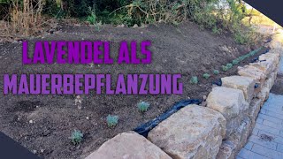 Lavendel Hecke auf Natursteinmauer gepflanzt I Bewässerung mit Gardena Sprühschlauch [upl. by Nnylsoj156]