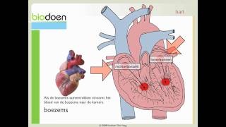 Biodoen  werking van het hart 2 van 3 [upl. by Neelrad]