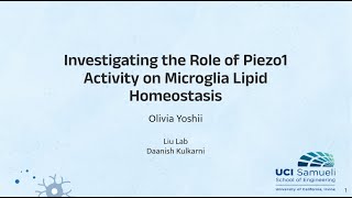 Investigating the Role of Piezo1 Activity in Microglia Lipid Homeostasis [upl. by Adnwahs]