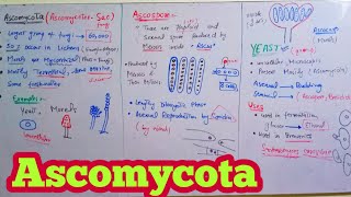 Ascomycota  Ascomycetes SacFungi  Biology 11th  Chapter 8 Fungi [upl. by Picardi]