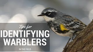 How to Identify Warblers in the Field [upl. by Gretta]