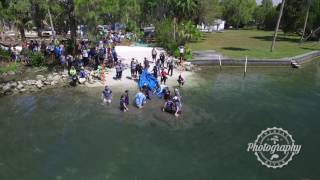 Manatee Released in Crystal River FL  32917 [upl. by Amorete41]