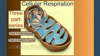 Cellular Respiration Part 1 Introduction amp Glycolysis [upl. by Etana828]