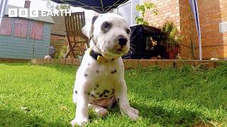 Dalmatian Pups Get First Taste of Outside World  Wonderful World of Puppies  BBC Earth [upl. by Akinehc]