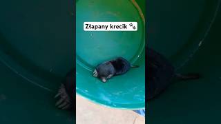 ZŁAPANY KRECIK W OGRODZIE 🕳️🐾 kret ogród trawnik [upl. by Evangelin]