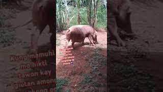 Baboy naka buhi🙄 trendingshorts viralvideo trendingvideo [upl. by Nylesoy]