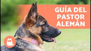 Guía Completa del PASTOR ALEMÁN 🐶✅ Educación Cuidados Ventajas y Diferencias [upl. by Milburn]