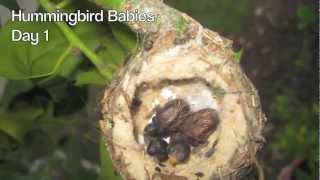 Hummingbird Babies Birth to Fledging the Nest  First Flight  Amazing [upl. by Soph]