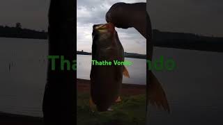 Bass Fishing at Thathe Dam [upl. by Enoid420]