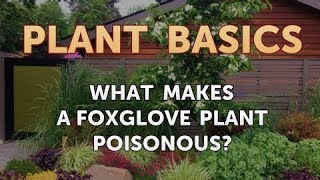 What Makes a Foxglove Plant Poisonous [upl. by Ratha]