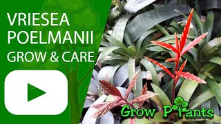 Vriesea poelmanii  grow amp care Houseplant bromeliads [upl. by Attenod]