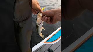 “GET OUT OF THE WEEDS”72124shorts subscribe fishing bass fish bassfishing fishinglife fun [upl. by Perrins]