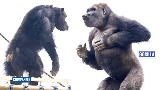 Gorilla Shows Off His Strength To Chimpanzees  The Shabani Group [upl. by Soinotna637]