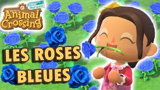 Obtenir une Rose Bleu  Animal Crossing New Horizons [upl. by Jania]