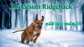 10 Facts About Rhodesian Ridgeback Sinhala  Rhodesian Ridgeback ගැන අරැම පුදුම කරැණු 10 [upl. by Peoples]