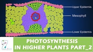 PHOTOSYNTHESIS IN HIGHER PLANTSPART 02 [upl. by Johann936]