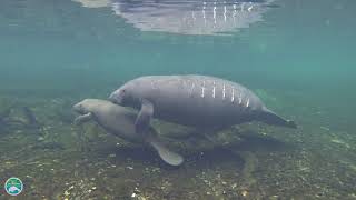 What do manatees do when they are attacked and how do they defend themselves [upl. by Tik]