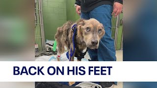 Emaciated dog at Chicago animal rescue holding strong in recovery [upl. by Attenoj685]