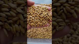 All About Spelt  A Wonderful Ancient Grain [upl. by Drofkcor]