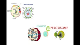 Peroxisomes structure and function Microbodies Peroxisomes Vs Lysosomes [upl. by Pinchas]