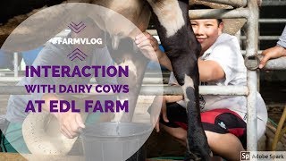 FARM VLOG 1 Interaction with dairy cows at EDL Farm Capas Tarlac Farm Tourism Philippines [upl. by Qulllon]